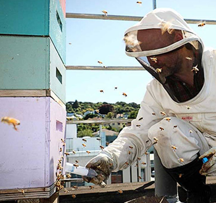 Similarities in bee and human brains