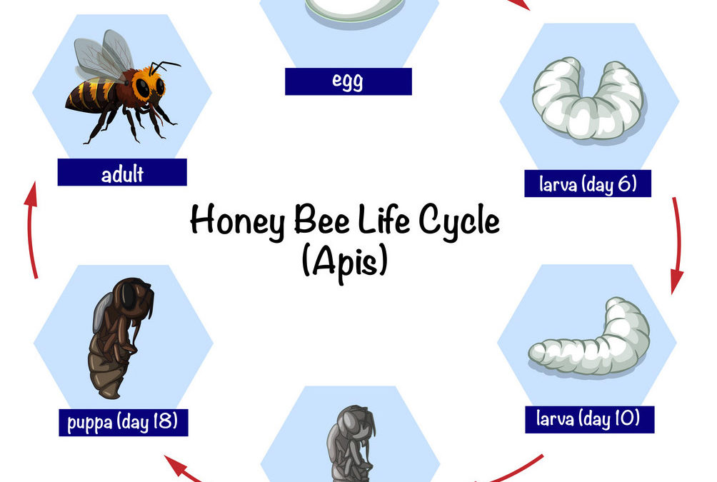 Life cycle of the honey bee
